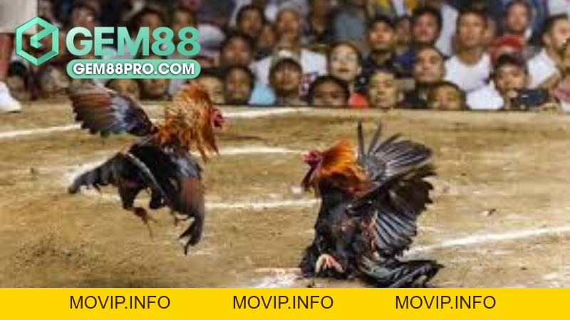 Sảnh Đá Gà GA28 - Khám Phá Thế Giới Cá Cược Đá Gà Đỉnh Cao Tại Gem88 - Movip